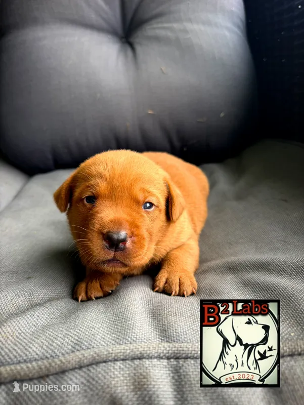 Diesel – Labrador Retriever puppy for sale in Tyrone, PA
