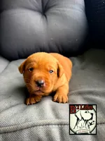 Diesel, a male Labrador Retriever for sale in Tyrone, PA – 1 of 4