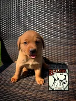 Charlie, a female Labrador Retriever for sale in Tyrone, PA – 2 of 2