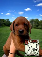 Bella , a female Labrador Retriever for sale in Tyrone, PA – 1 of 2