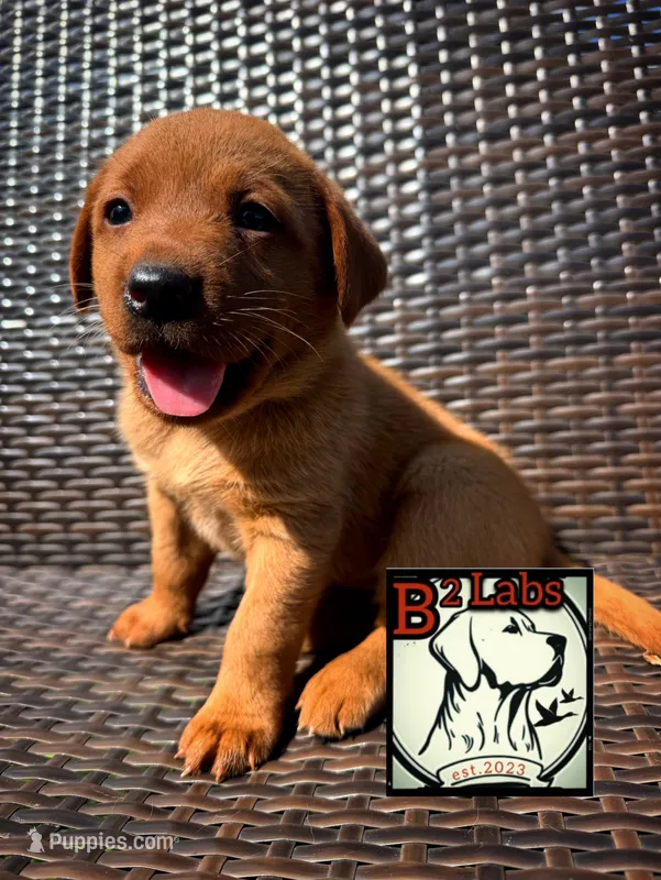 Bella  – Labrador Retriever puppy for sale in Tyrone, PA