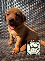 Bella , a female Labrador Retriever for sale in Tyrone, PA – 1 of 1
