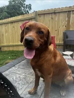 Diesel, a male Labrador Retriever for sale in Tyrone, PA – 4 of 4