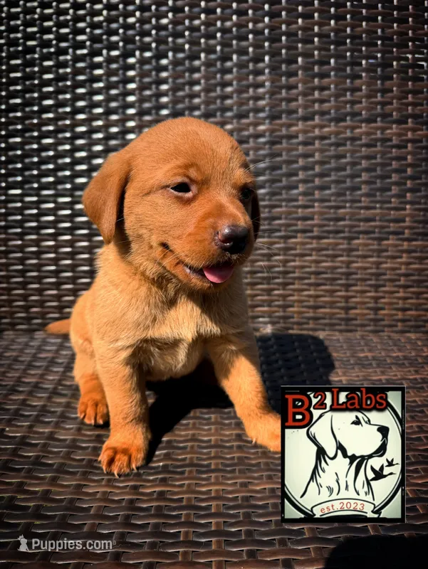 Charlie – Labrador Retriever puppy for sale in Tyrone, PA