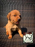 Charlie, a female Labrador Retriever for sale in Tyrone, PA – 1 of 2