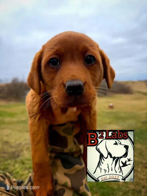 Bella – Labrador Retriever puppy for sale in Tyrone, PA