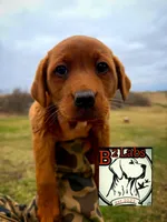 Bella, a female Labrador Retriever for sale in Tyrone, PA – Photo 1 of 5