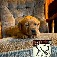 Bella, a female Labrador Retriever for sale in Tyrone, PA – Photo 3 of 5