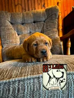 Bella, a female Labrador Retriever for sale in Tyrone, PA – Photo 1 of 3