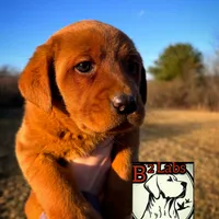 Bella, a female Labrador Retriever for sale in Tyrone, PA – Photo 2 of 5