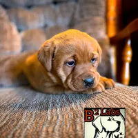 Bella, a female Labrador Retriever for sale in Tyrone, PA – Photo 4 of 5