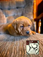 Bella, a female Labrador Retriever for sale in Tyrone, PA – Photo 2 of 3