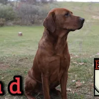 Bella, a female Labrador Retriever for sale in Tyrone, PA – Photo 5 of 5