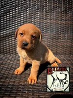 Sadie , a female Labrador Retriever for sale in Tyrone, PA – 2 of 2