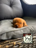 Diesel, a male Labrador Retriever for sale in Tyrone, PA – 2 of 4