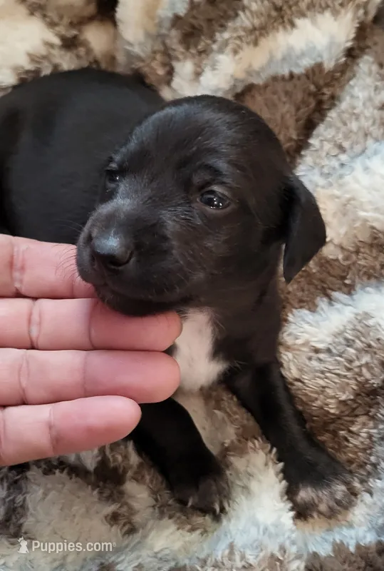 Janie – Miniature Dachshund puppy for sale in Parker, KS