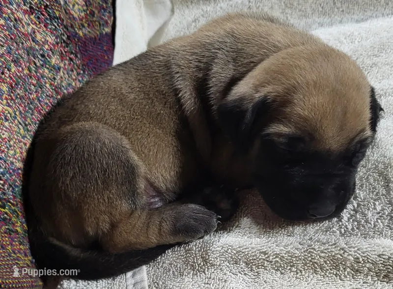 Henri – English Mastiff puppy for sale in Parker, KS