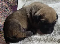 Henri, a male English Mastiff for sale in Parker, KS – 1 of 1