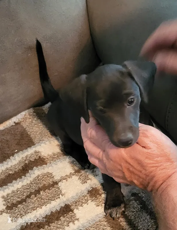 Janie – Rat Terrier, Miniature Dachshund puppy for sale in Parker, KS