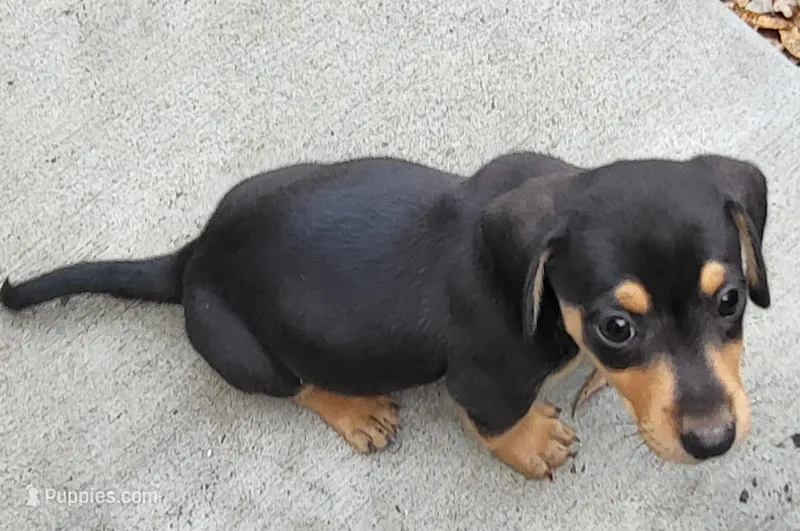 Bobby – Rat Terrier, Miniature Dachshund puppy for sale in Parker, KS