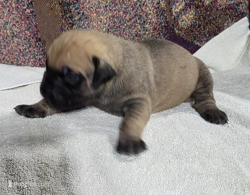 Wendy – English Mastiff puppy for sale in Parker, KS