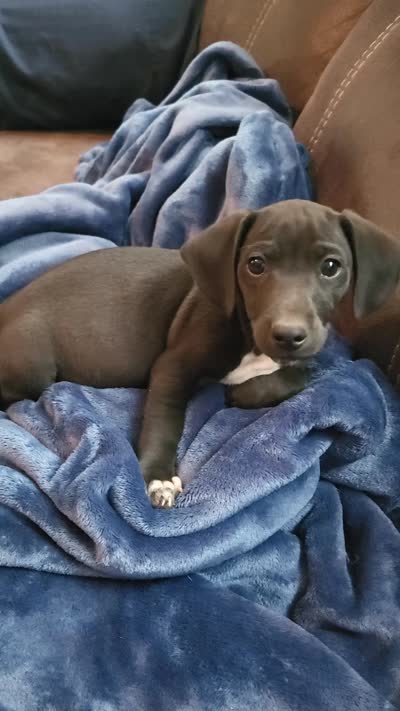 Danny, a male Rat Terrier and Miniature Dachshund for sale in Parker, KS – 3 of 3