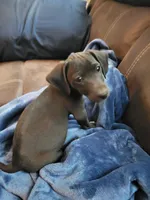 Danny, a male Rat Terrier and Miniature Dachshund for sale in Parker, KS – 2 of 3