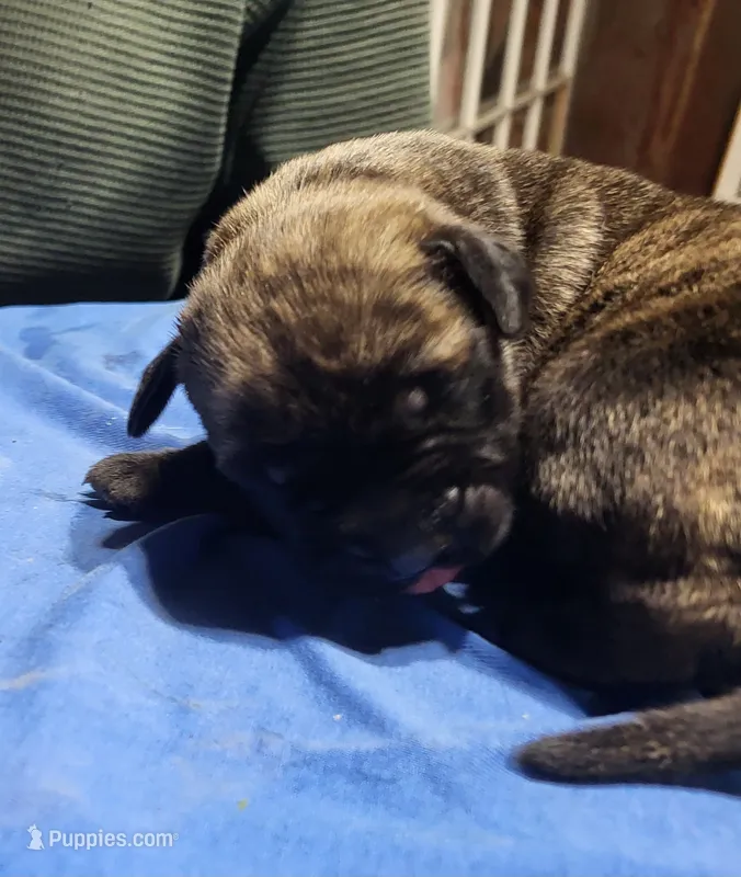 Benny – English Mastiff puppy for sale in Parker, KS