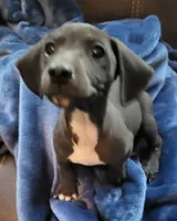 Danny, a male Rat Terrier and Miniature Dachshund for sale in Parker, KS – 1 of 3