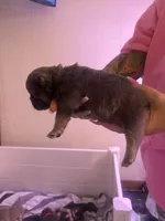 Brownie, a female French Bulldog for sale in Washington, OK – 2 of 2