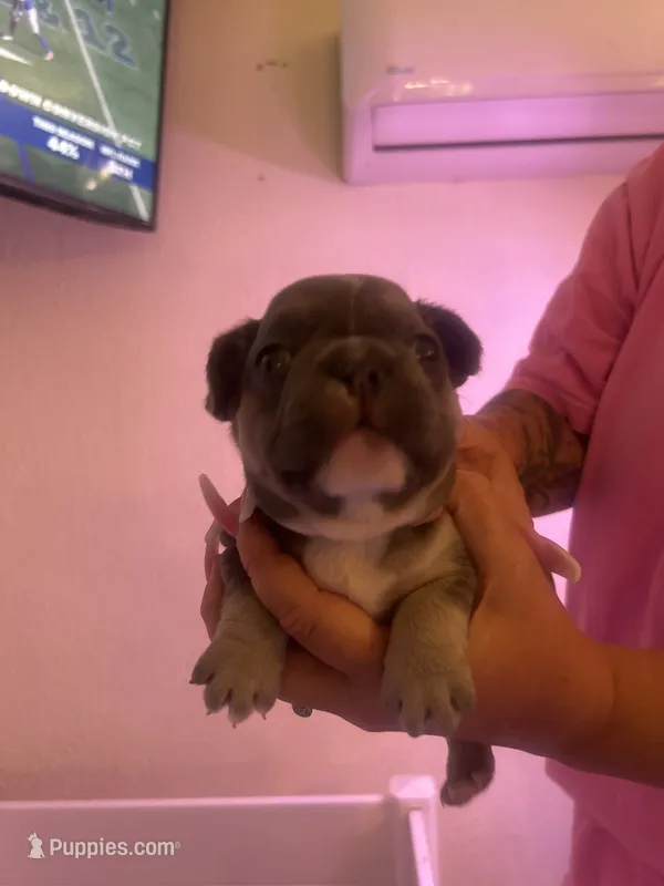 Blue – French Bulldog puppy for sale in Washington, OK