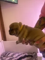 Ghost, a female French Bulldog for sale in Washington, OK – 2 of 2