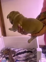 Storm, a female French Bulldog for sale in Washington, OK – 2 of 2