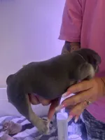 Blue, a male French Bulldog for sale in Washington, OK – 2 of 2