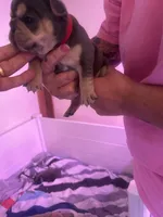 Sunni, a female French Bulldog for sale in Washington, OK – 2 of 2