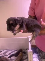 Ollie, a male French Bulldog for sale in Washington, OK – 2 of 2