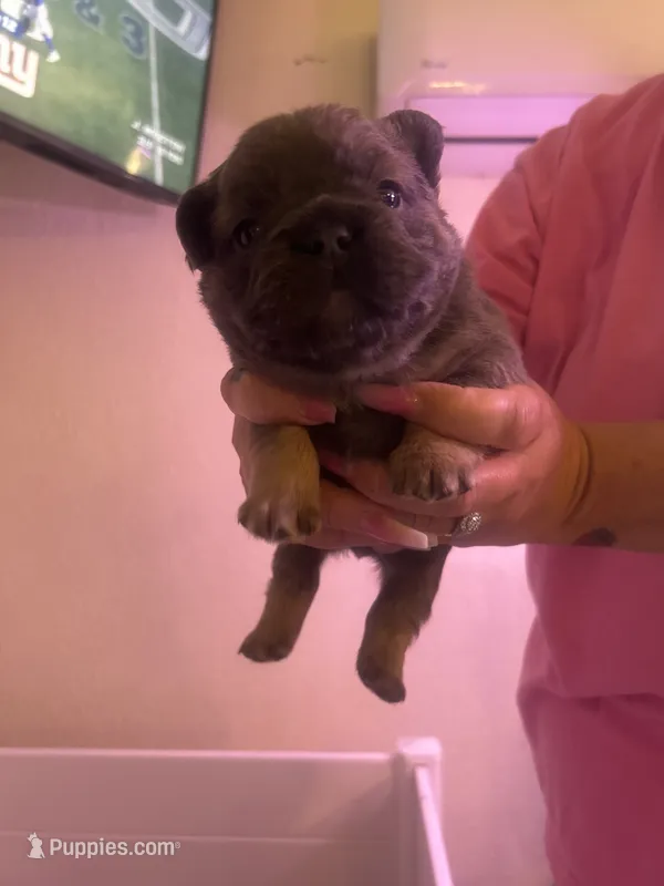Brownie – French Bulldog puppy for sale in Washington, OK