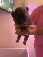 Brownie, a female French Bulldog for sale in Washington, OK – 1 of 2