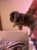 Bernadette, a female French Bulldog for sale in Washington, OK – 2 of 2