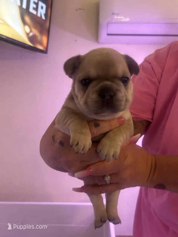 Storm – French Bulldog puppy for sale in Washington, OK
