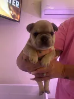 Storm, a female French Bulldog for sale in Washington, OK – 1 of 2