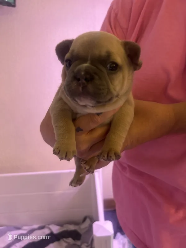 Ghost – French Bulldog puppy for sale in Washington, OK