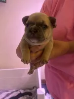 Ghost, a female French Bulldog for sale in Washington, OK – 1 of 2