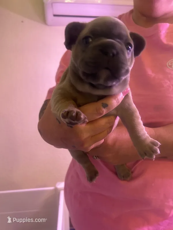 TM – French Bulldog puppy for sale in Washington, OK