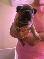 TM, a female French Bulldog for sale in Washington, OK – 1 of 2