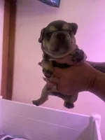 Sunni, a female French Bulldog for sale in Washington, OK – 1 of 2