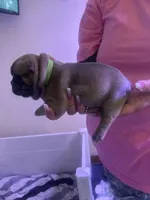 TM, a female French Bulldog for sale in Washington, OK – 2 of 2