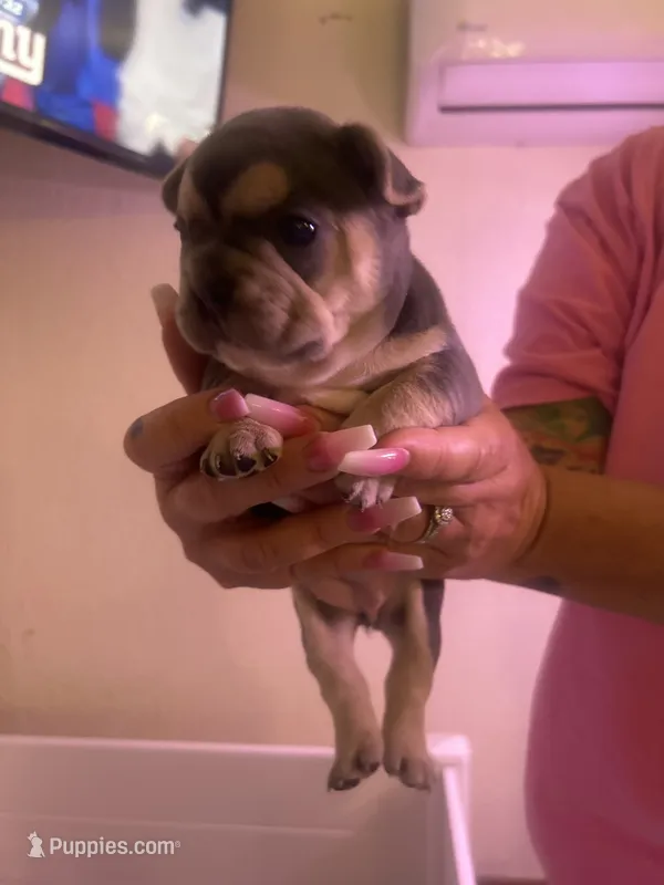 Bernadette – French Bulldog puppy for sale in Washington, OK