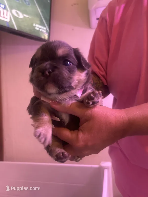 Ollie – French Bulldog puppy for sale in Washington, OK