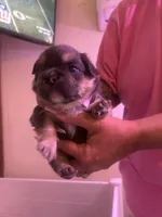 Ollie, a male French Bulldog for sale in Washington, OK – 1 of 2